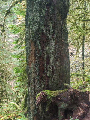 Eagle Creek Trail, Columbia Gorge, Oregon, U.S.A. 2014 10 (Oct) 27