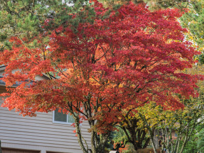 Neighborhood Fall Colors 2014 11 (Nov) 09