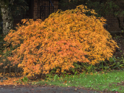 Neighborhood Fall Colors 2014 11 (Nov) 09
