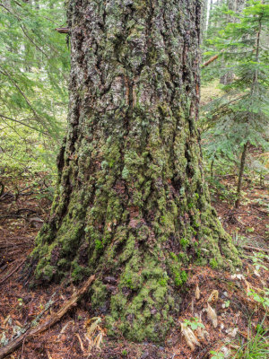 Bell Creek Trail, Columbia Gorge, Oregon, U.S.A 2014 11 (Nov) 05