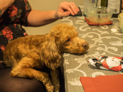 Christmas at Stephanie's 2014 12 (Dec) 25