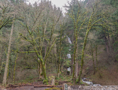 Wahkeena Falls Trail to Larch Mt. Trail to 1,650 ft 2015 01 (Jan) 06
