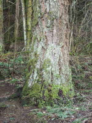 Angel's Rest, Columbia Gorge, Oregon U.S.A. 2015 01 (Jan) 20