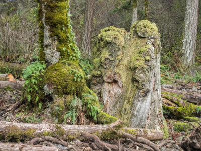Wahkeena Falls to Devil's Rest, Columbia Gorge, Oregon, U.S.A.