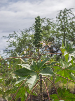 Enchanting Maui Beach Forest with Nari: La Perouse Bay, Maui, Hawaii, U.S.A. 2015 03 (Mar) 03