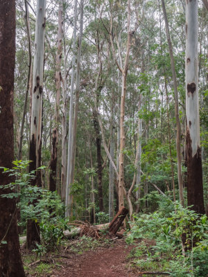 Maui Kahakapao Loop Trail, Hawaii, U.S.A. 2015 03 (Mar) 07