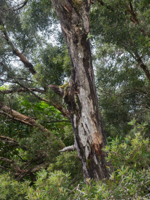First of two local forests we hiked through on Maui, Hawaii, U.S.A., last day, 2015 03 (Mar) 09