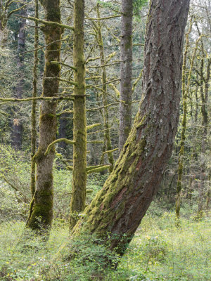 Mt. Talbert in Spring, Happy Valley, Oregon, U.S.A. 2015 04 (Apr) 05