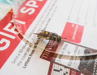 Poor Yellow Jacket Trapped in Kitchen 2015 04 (Apr) 29