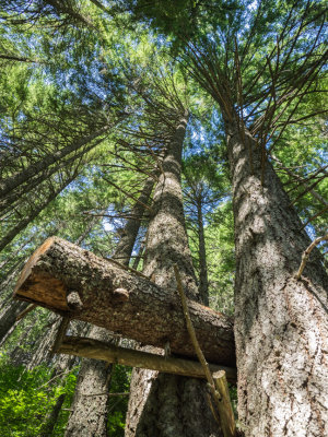 Mt. Hood, Tamanawas Falls Loop, Oregon 2015 07 (Jul) 21 my 73rd Birthday