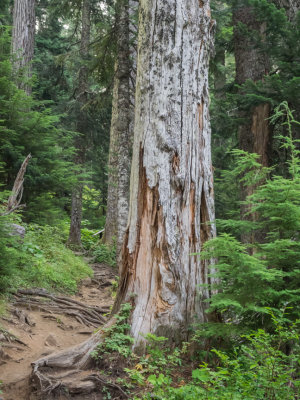 Mt. Hood, Oregon, U.S.A Top Spur Trail to Ladd Glacier Creek 2015 08 (Aug) 26