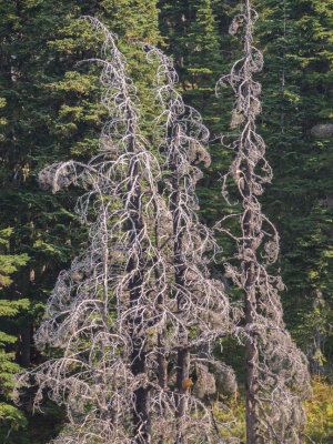 Mt. Hood, Oregon, U.S.A Top Spur Trail to Ladd Glacier Creek 2015 08 (Aug) 26