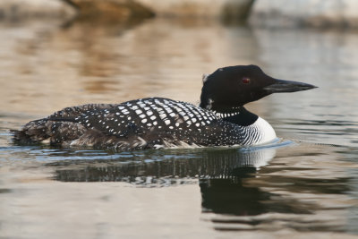Common Loon.jpg
