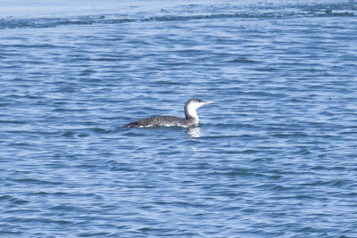 red throated loon