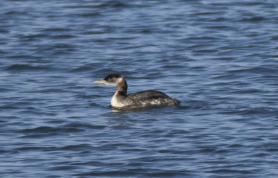 Red necked Grebe