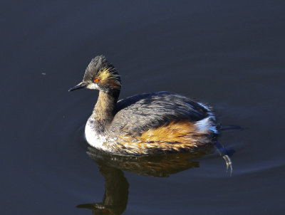 Eared Grebe
