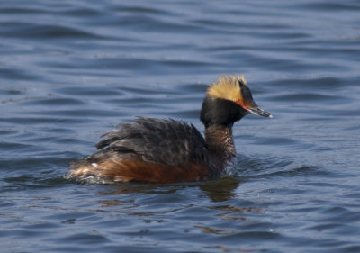 Horned Grebe