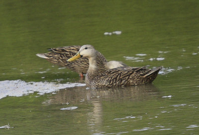 Mottled Duck.jpg