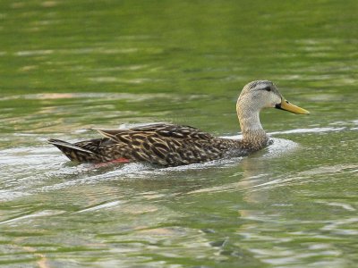 Mottled Duck (2).tif