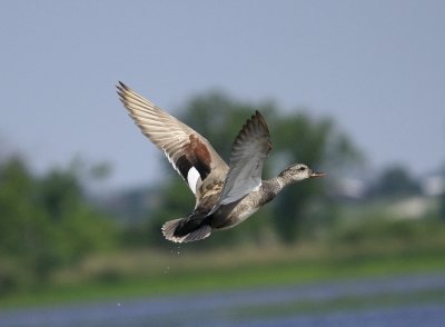 Gadwall