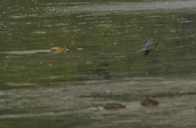 Cinnamon Teal
