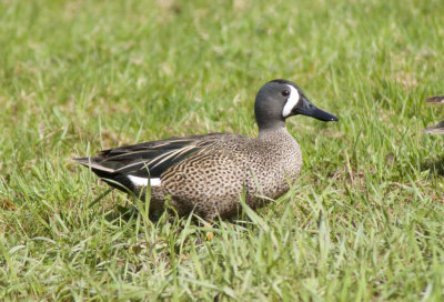 Blue winged Teal