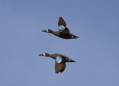 Blue winged Teal