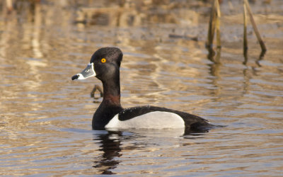 Ring necked Duck (5).jpg