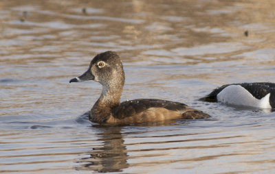 Ring necked Duck
