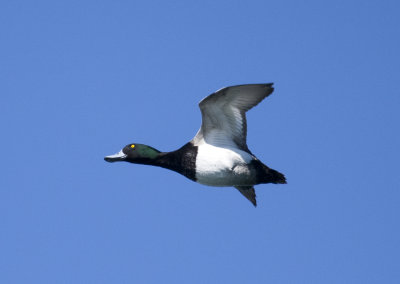 Greater Scaup (6).jpg