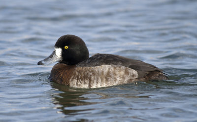 Greater Scaup (14).jpg