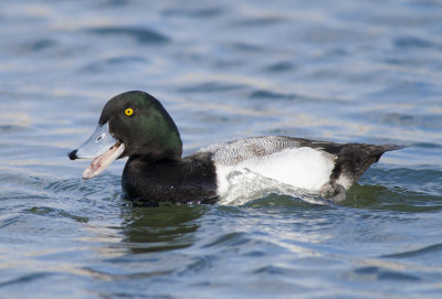 Greater Scaup (16).jpg