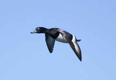 Greater Scaup.jpg