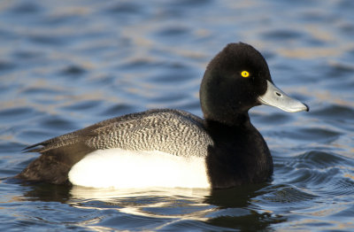 Lesser Scaup (11).jpg