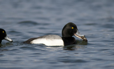 Lesser Scaup (12).jpg