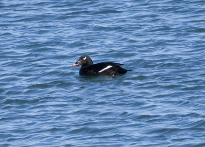 White winged Scoter