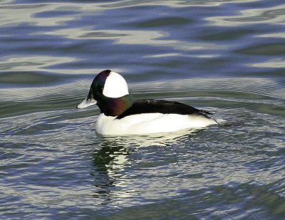 Bufflehead