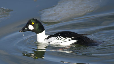 Common Goldeneye