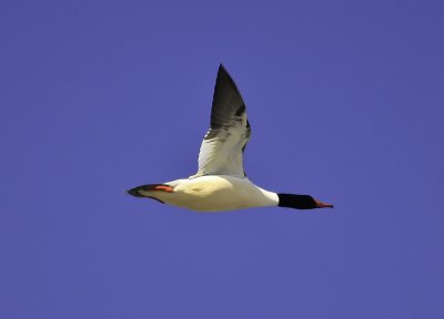 Common merganser.tif