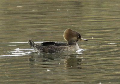 Hooded Merganser