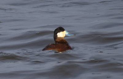 Ruddy Duck