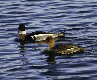 Red breasted Merganser