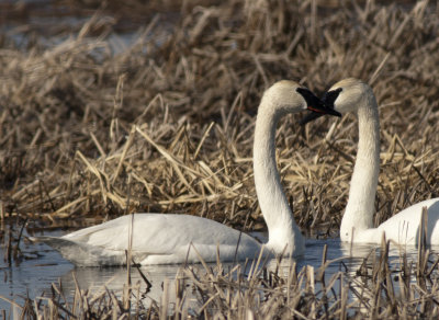 Trumpeter Swan