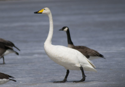 Whooper Swan