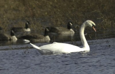 Mute Swan
