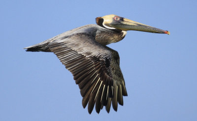 Brown Pelican