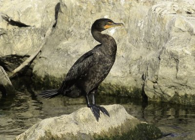Double crested Cormorant