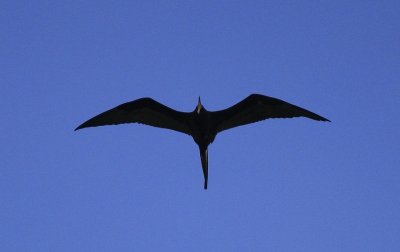 Magnificent Frigatebird (4).tif