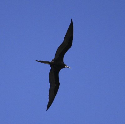 Magnificent Frigatebird