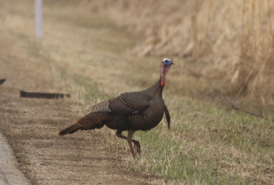 Wild Turkey